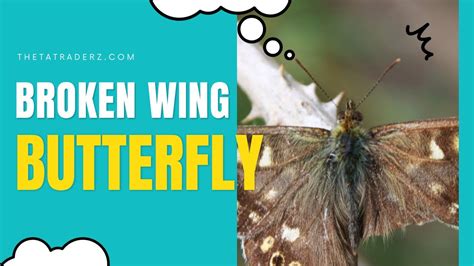 Mastering The Broken Wing Butterfly Adjustments Pdf