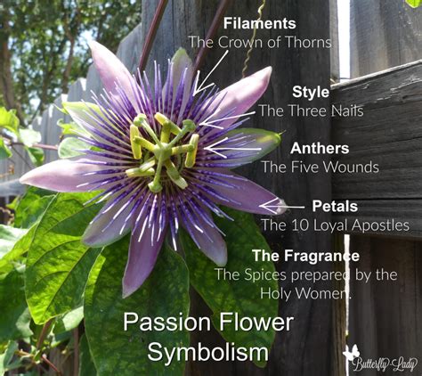 Passion Flower Symbolism And Meaning Explained