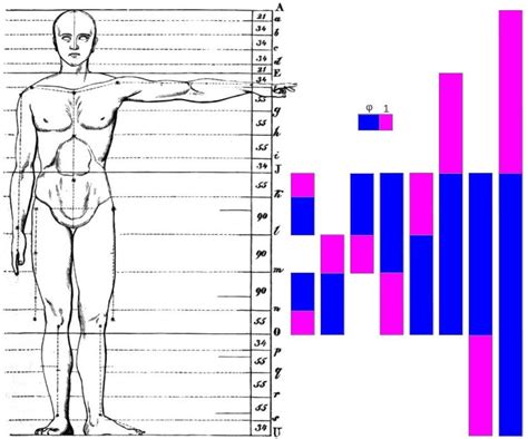 Phi Ratio In Human Body Proportions Revealed