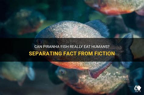 Piranhas Eating Humans: Separating Fact From Fiction