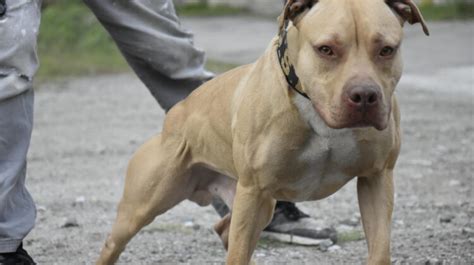 Pitbull Red Nose Female: Characteristics And Care Guide