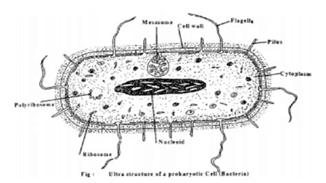 Prokaryotic Cells Under Microscope: Structure Revealed