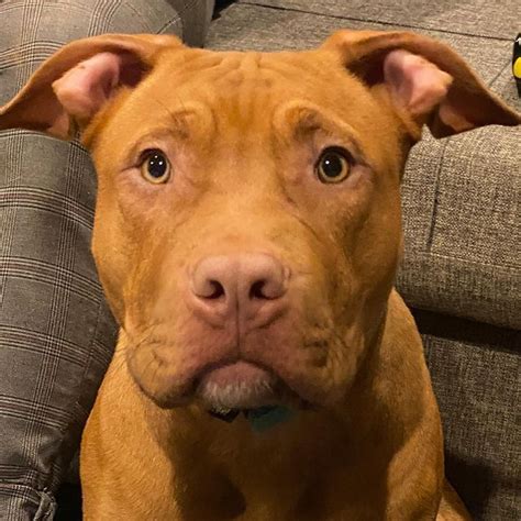 Red Nose Pitbull: Facts And Characteristics Revealed