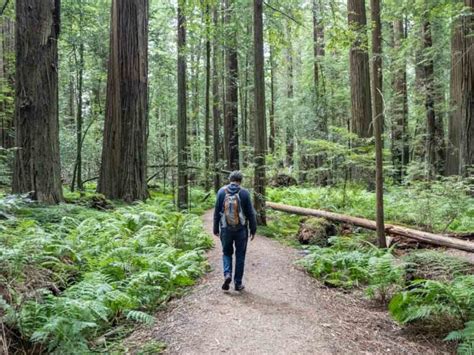 Redwood Forest California: Nearby Airports And Travel Guide