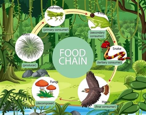 Temperate Deciduous Forest Food Web Explained