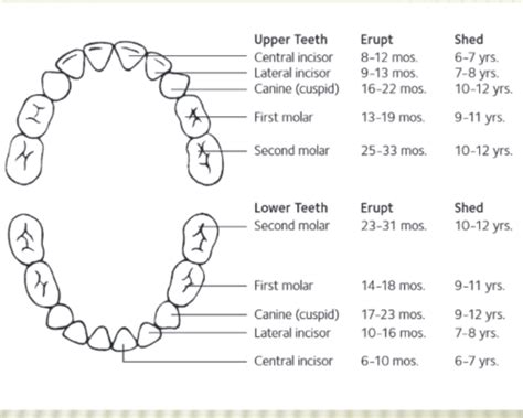 The Primary Dentition Eruption Sequence Explained In 8 Steps