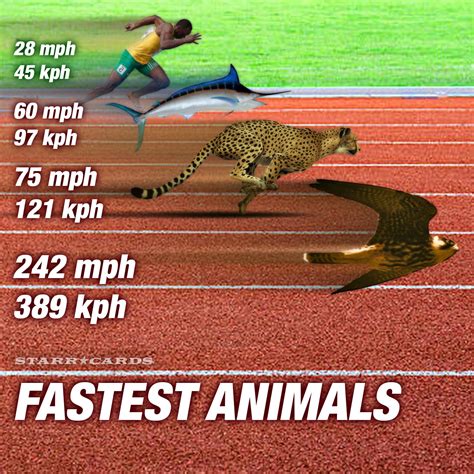 Top 5 Animals With The Fastest Reaction Time