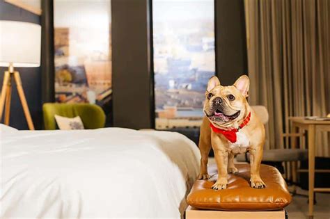 Top 5 Pet Friendly Hotels Near Edmonton Airport