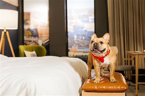 Top 5 Pet Friendly Hotels Near Newark Airport